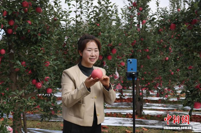 黄土高原苹果“云”上畅销 一部手机卖出数亿元农产品,黄土高原苹果“云”上畅销 一部手机卖出数亿元农产品