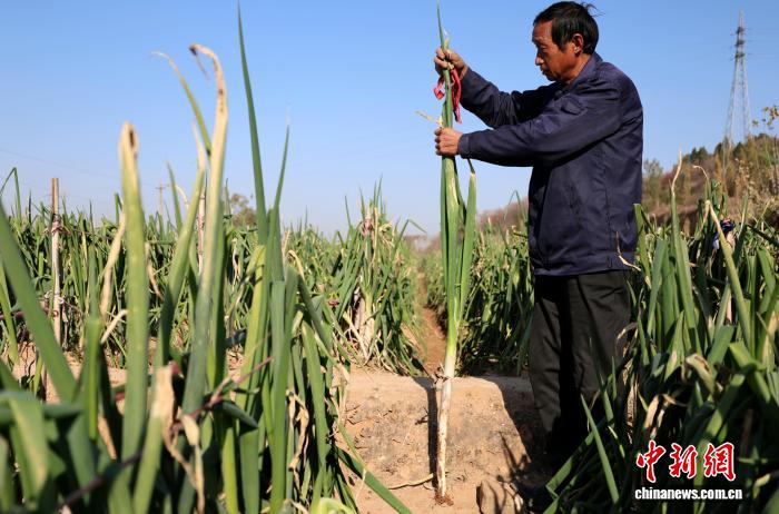 （走进中国乡村）小雪收葱 山东“葱乡”串起舌尖产业链,（走进中国乡村）小雪收葱 山东“葱乡”串起舌尖产业链