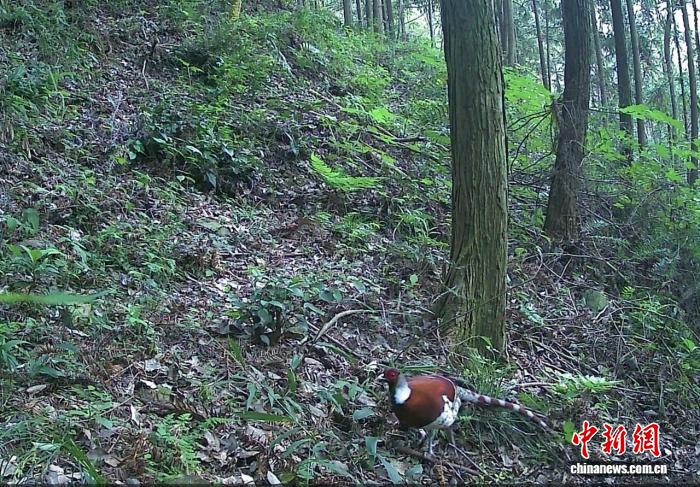“鸟中大熊猫”白颈长尾雉首次现身江西南昌,“鸟中大熊猫”白颈长尾雉首次现身江西南昌