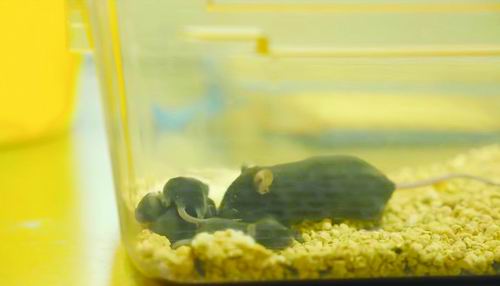 生了！我国首批“太空小鼠”返回后产崽